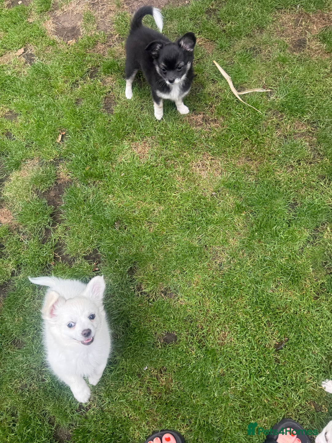 Chihuahua dogs for sale: Gorgeous Long coat MALE WHITE chihuahua.  - Image 17