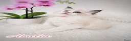 Ragdoll cats for sale: 🏆🎖 Premium GCCF Ragdoll Kittens Grand bloodlines - Advert 18