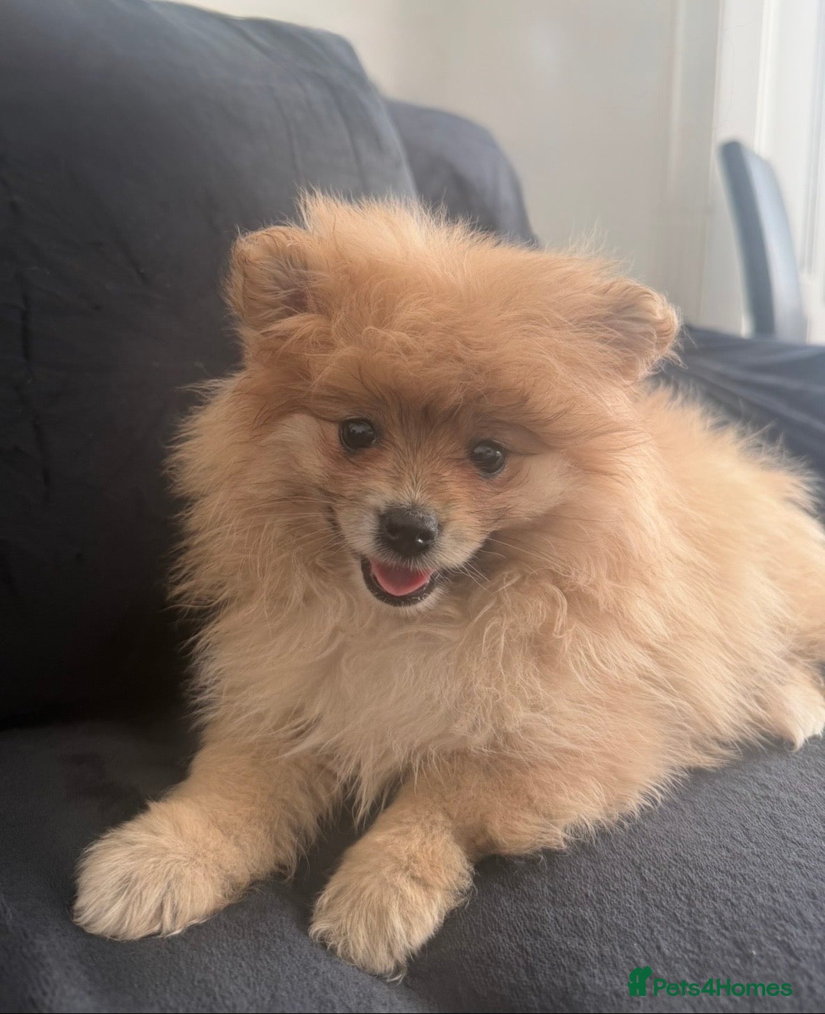 Pomeranian dogs Pomeranian  - Advert 7