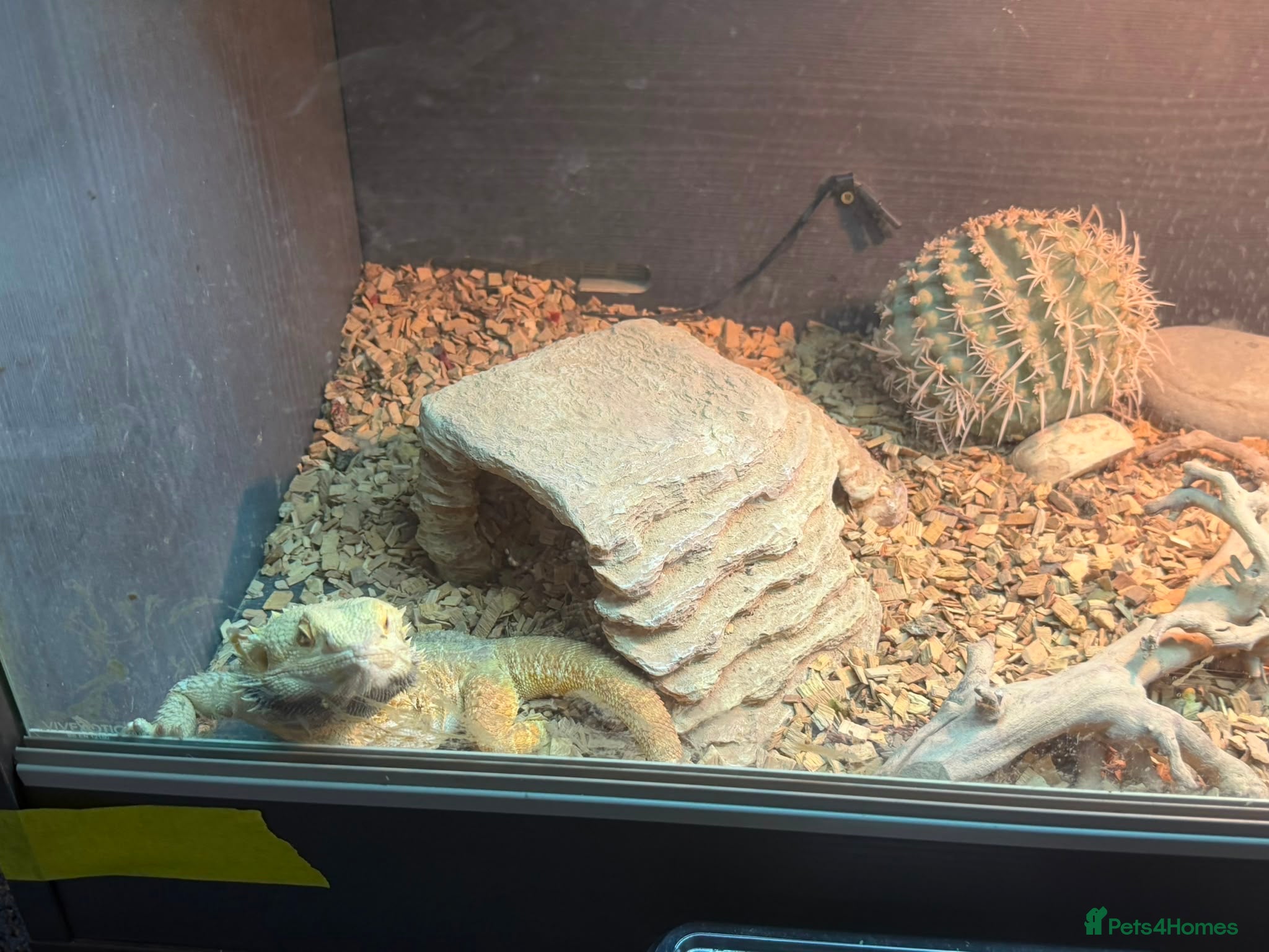 Bearded Dragon reptiles Bearded dragons (2) - Advert 3