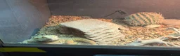 Bearded Dragon reptiles for sale: Bearded dragons (2) in Daventry - Advert 1