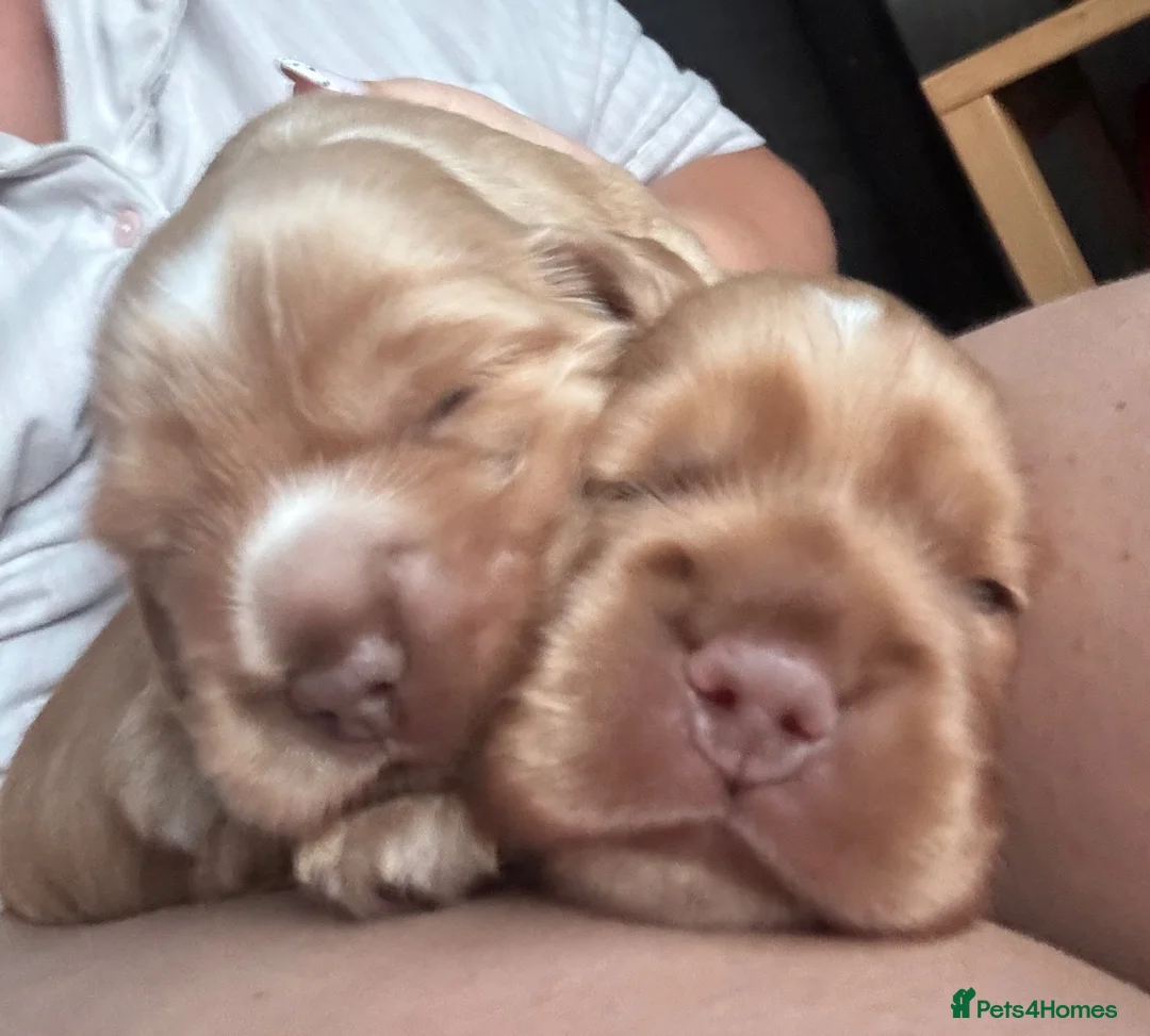 Cocker Spaniel dogs for sale: Stunning KC REG show cocker spaniel puppy’s  - Advert 2