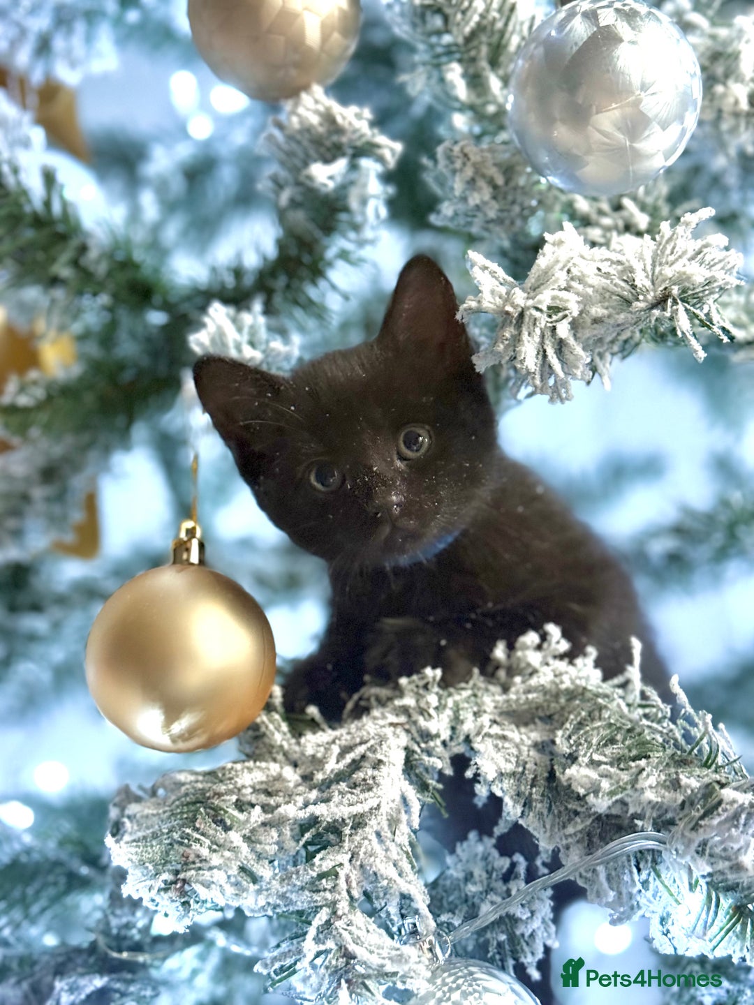 Domestic Shorthair cats for sale: Gorgeous fluffy kittens - Advert 3