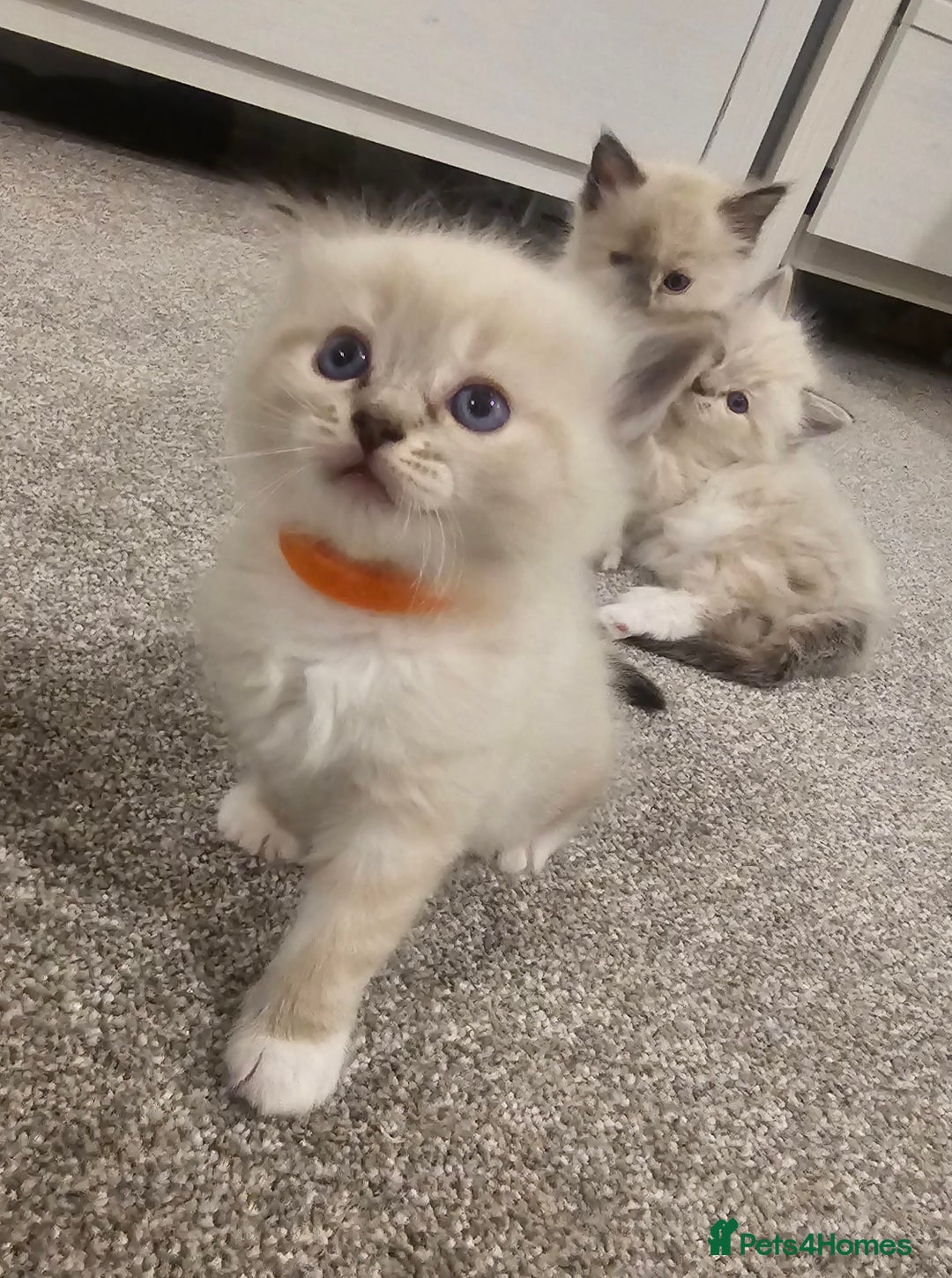 Ragdoll cats for sale: Ready 18th December 🤎 beautiful female ragdolls x - Advert 4