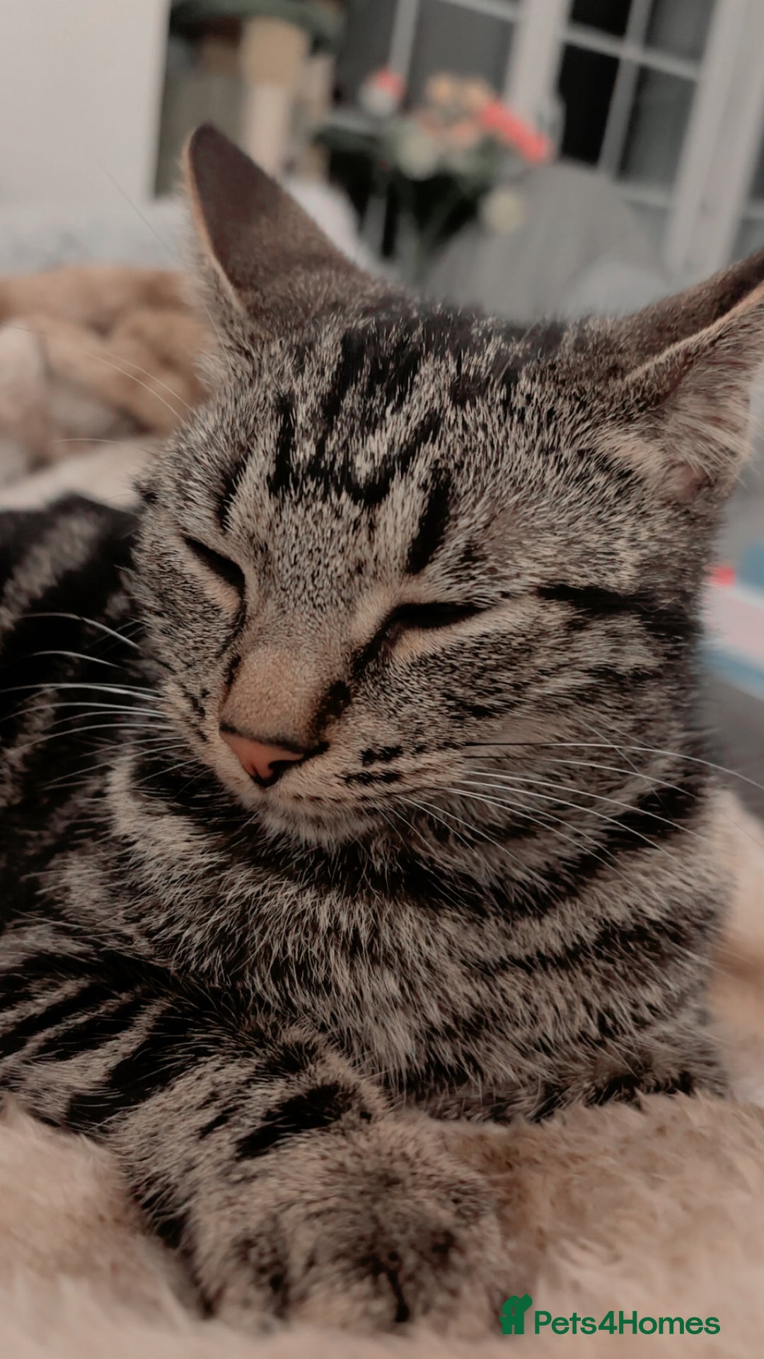 Bengal cats for sale: Milo & Luna 🩵🩷 - Advert 3