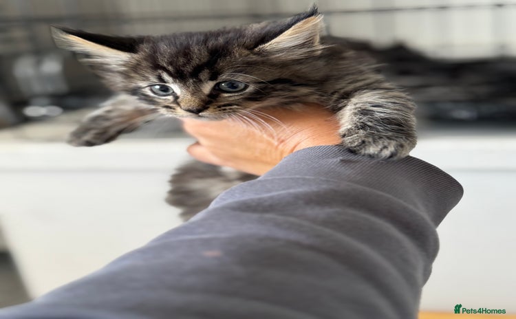 Mixed Breed cats - Advert 5