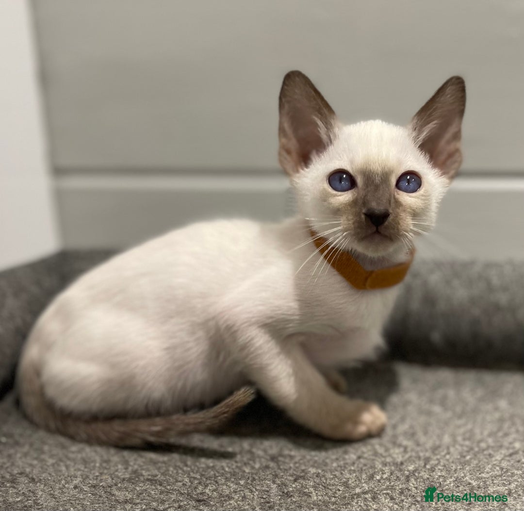 Siamese cats for sale: GCCF Registered Traditional Siamese Kittens.  - Image 36