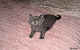 British Shorthair cats for sale: British short haired £550 - Image 1