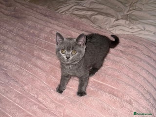 British Shorthair cats for sale - Advert 1