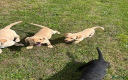Labrador Retriever dogs for sale: Chunky Lab puppies  - Image 4