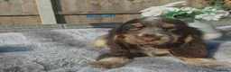 Cocker Spaniel dogs for sale: Exceptional True Show winning Champion Cockers. - Advert 16