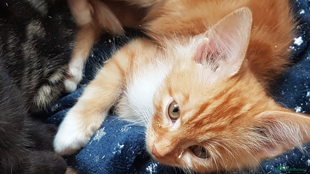 Mixed Breed cats for sale: Gorgeous adorable playful friendly kittens  - Image 6