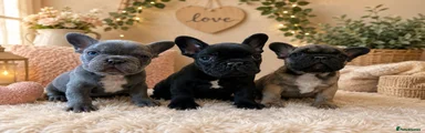 French Bulldog Puppy 1