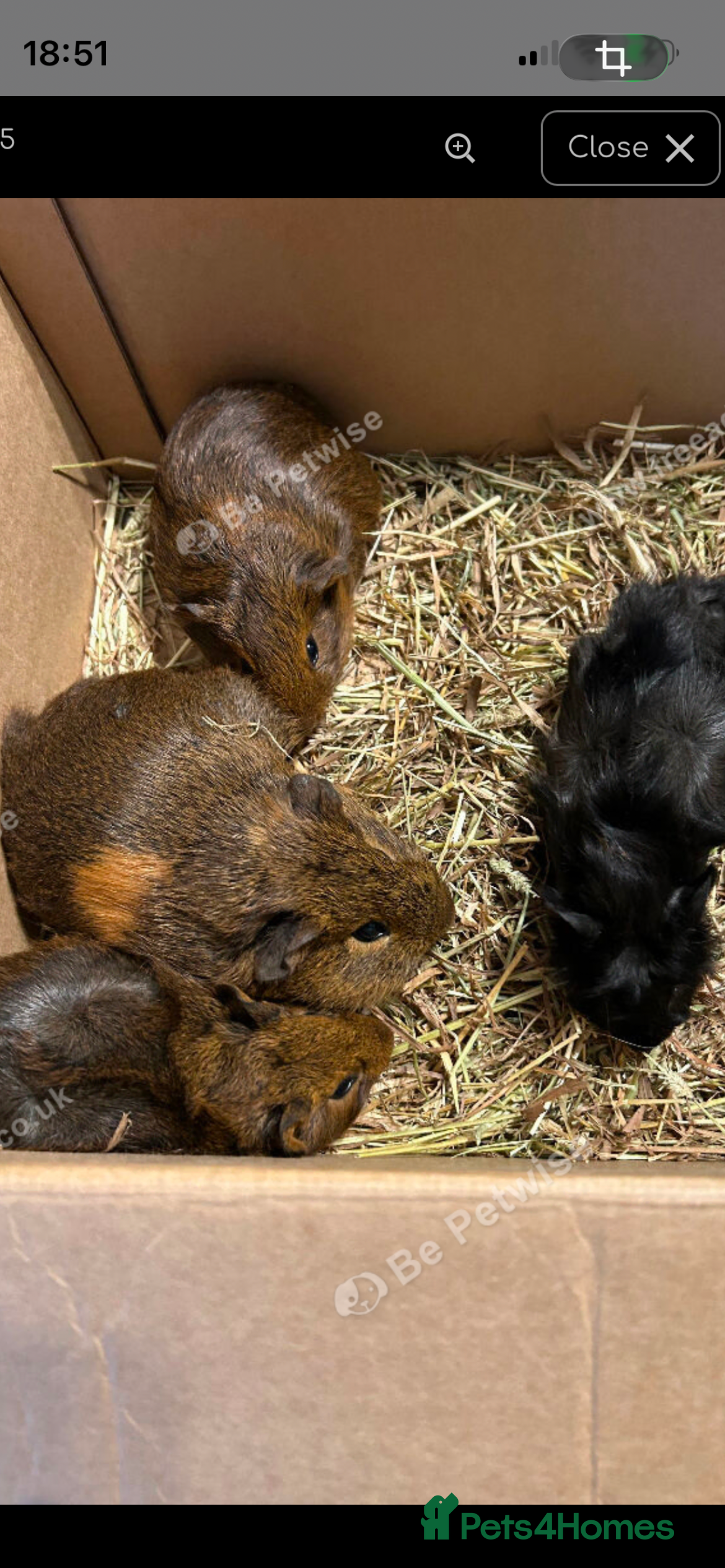 Guinea Pig rodents Baby Piggys  - Advert 13