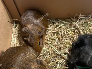 Guinea Pig rodents Baby Piggys - Advert 13