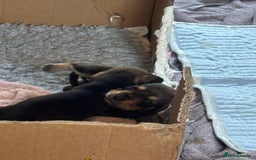 Dachshund dogs for sale: 🐾 Beautiful Dachshund Puppies - Image 7