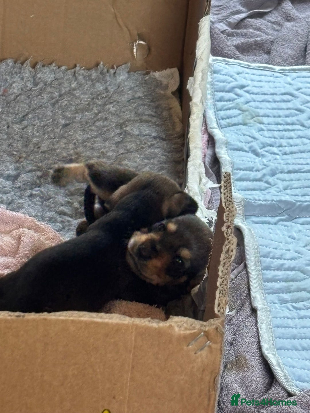 Dachshund dogs for sale: 🐾 Beautiful Dachshund Puppies - Image 7