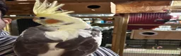 Cockatiels birds for sale: 10 weeks old beautiful cockatiel not tamed - Advert 6
