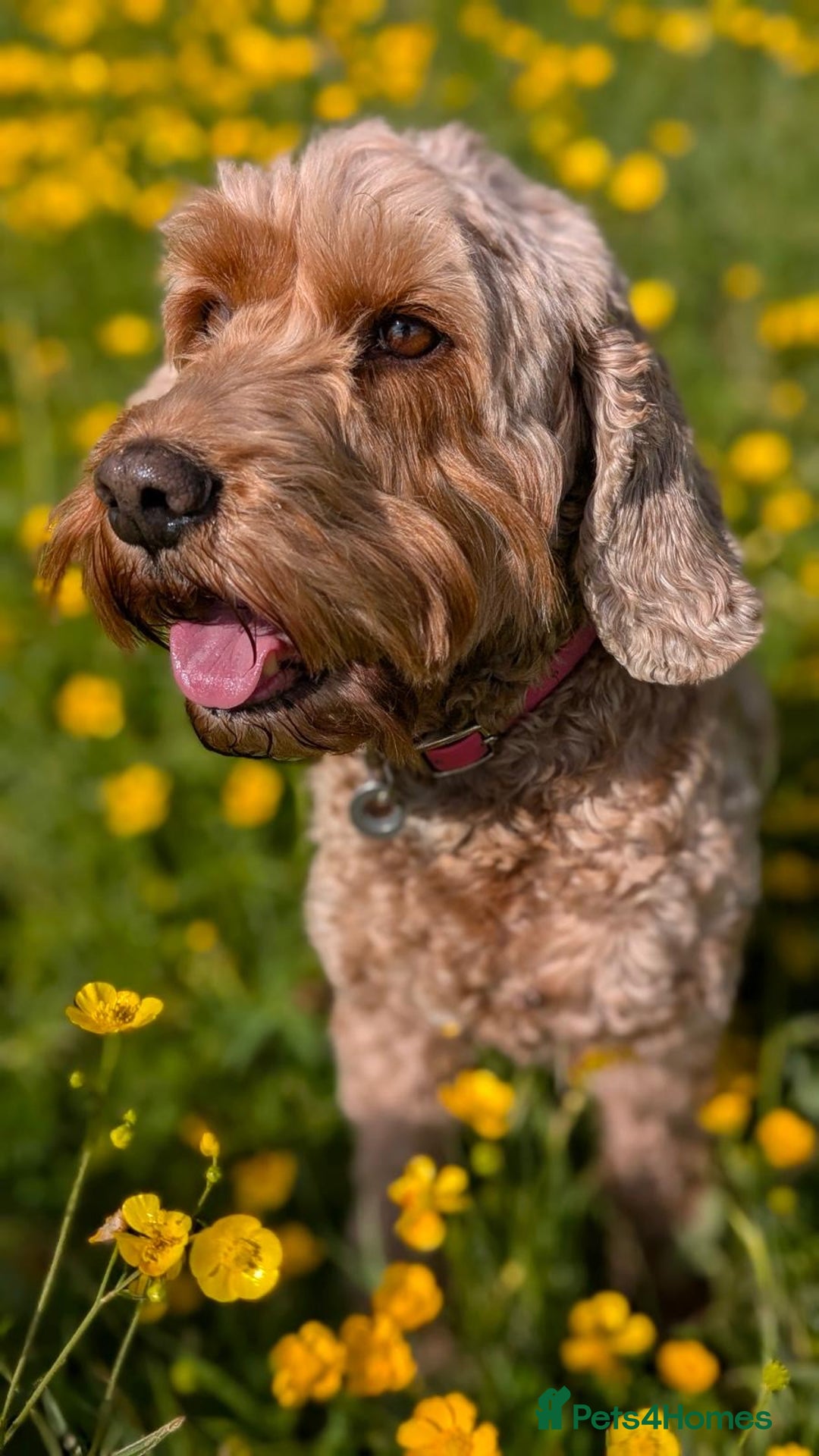 Cockapoo dogs for sale: 🐾💕 Exceptional F2 Cockapoo Puppies💕🐾 - Advert 11