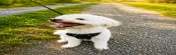 Maltese dogs for sale: Maltese Puppy - Advert 7