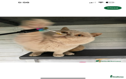 British Shorthair cats for sale: BEAUTIFUL BRITISH SHORTHAIR KITTENS - Image 11