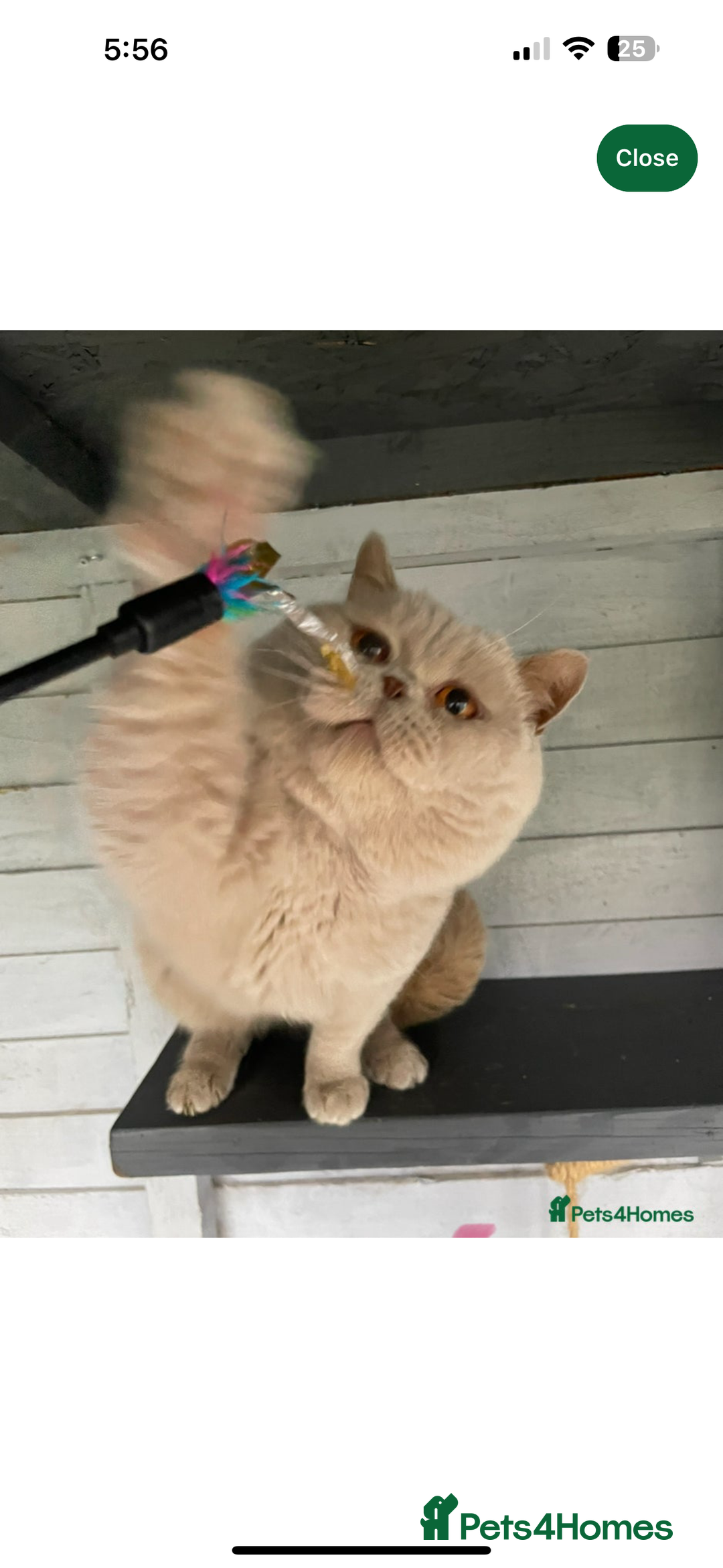 British Shorthair cats for sale: BEAUTIFUL BRITISH SHORTHAIR KITTENS - Image 11