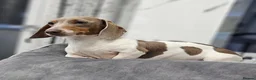 Miniature Dachshund dogs for stud: Kinder piebald miniature dachshund stud kc in Blackburn - Advert 19