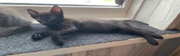 Mixed Breed cats for sale: Adorable kittens ready for there forever families  - Advert 16