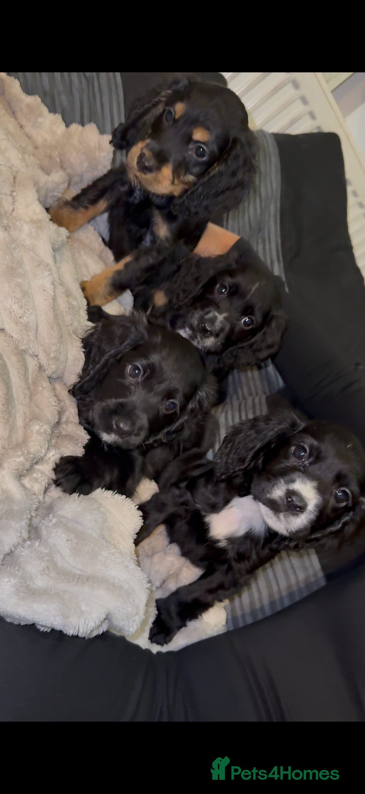 Cocker Spaniel dogs Cocker spaniels - Advert 17