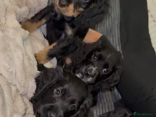 Cocker Spaniel dogs Cocker spaniels - Advert 17