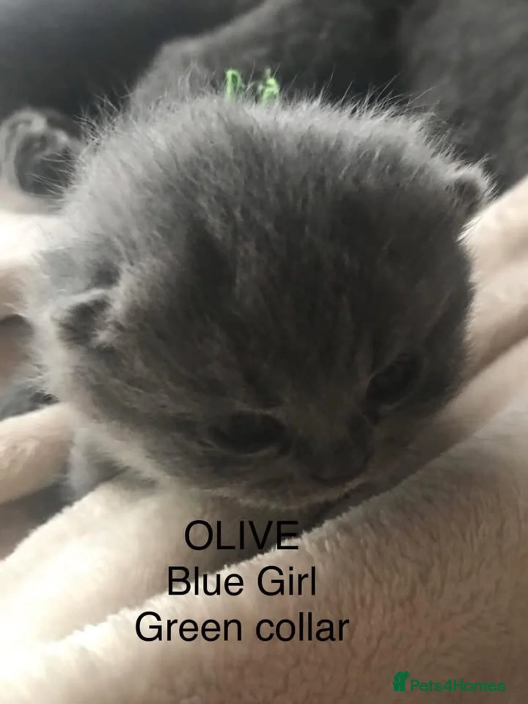British Shorthair cats for sale: GCCF Registered Bi-colour Kitten - Advert 36