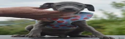Italian Greyhound dogs for sale: Kc registered Italian greyhound pups  - Advert 11