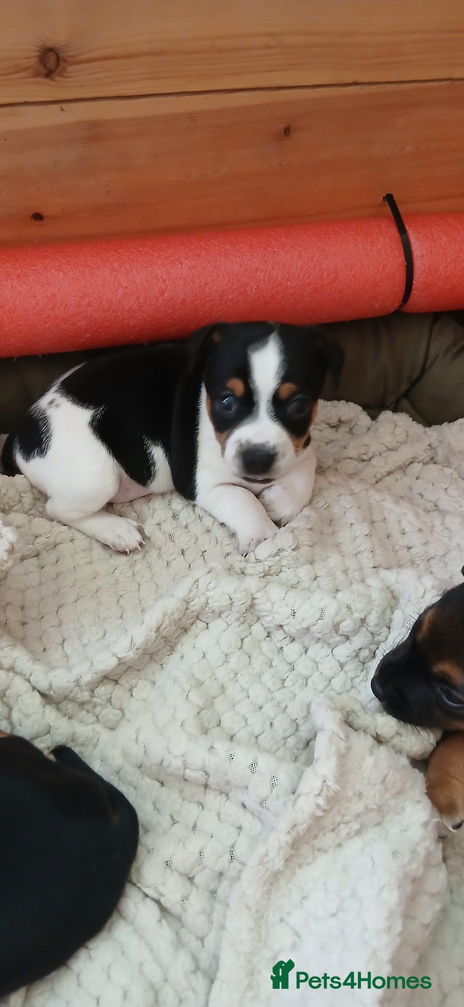 Jack Russell Puppy 1