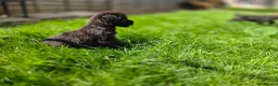 Lurcher dogs for sale: Deerhound Greyhound Collie/Bedlington  - Advert 20