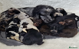 Cocker Spaniel dogs for sale: Exceptional Pedigree Show Type English Cockers  - Image 2