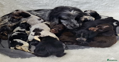 Cocker Spaniel dogs - Advert 12