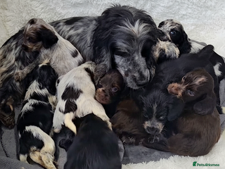 Cocker Spaniel dogs Exceptional Pedigree Show Type English Cockers - Advert 3