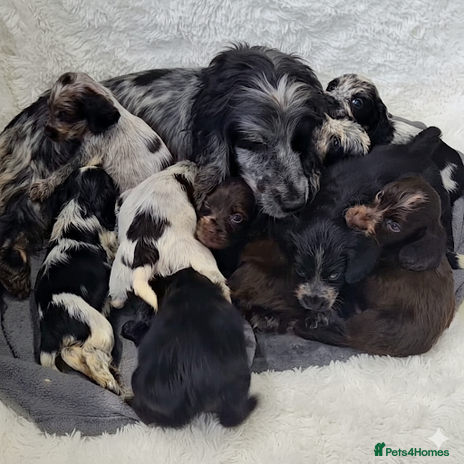 Cocker Spaniel dogs Exceptional Pedigree Show Type English Cockers - Advert 4