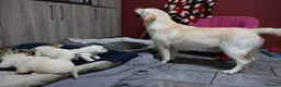 Goldador dogs for sale: Extensively Health tested, Chunky, Great with kids - Advert 5