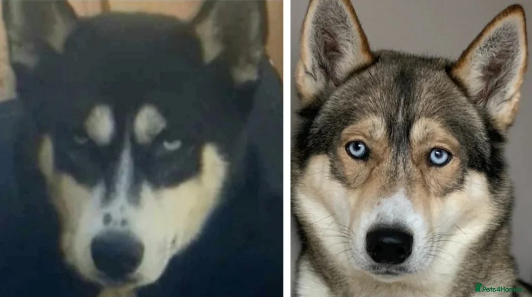 Siberian Husky dogs for sale: 1 beautiful girl left ❤️ ready now  - Advert 32