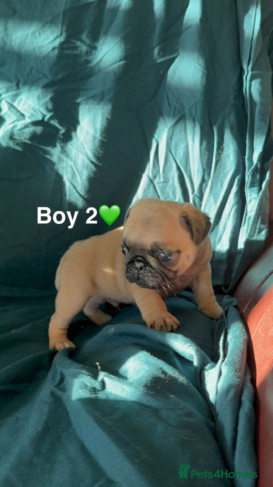 Pug dogs for sale: Stunning Fawn Pug KC Registered Litter - Image 5