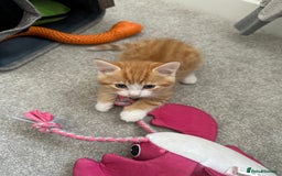 Mixed Breed cats for sale: 1 kitten is reserved only 1 left !!!! £200 - Image 5