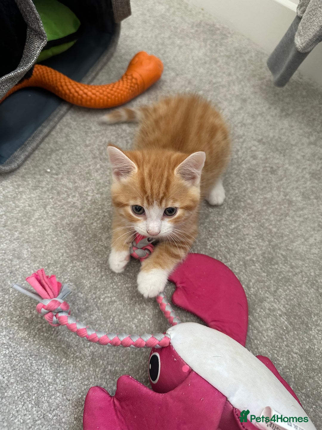 Mixed Breed cats for sale: 1 kitten is reserved only 1 left !!!! £200 - Image 5