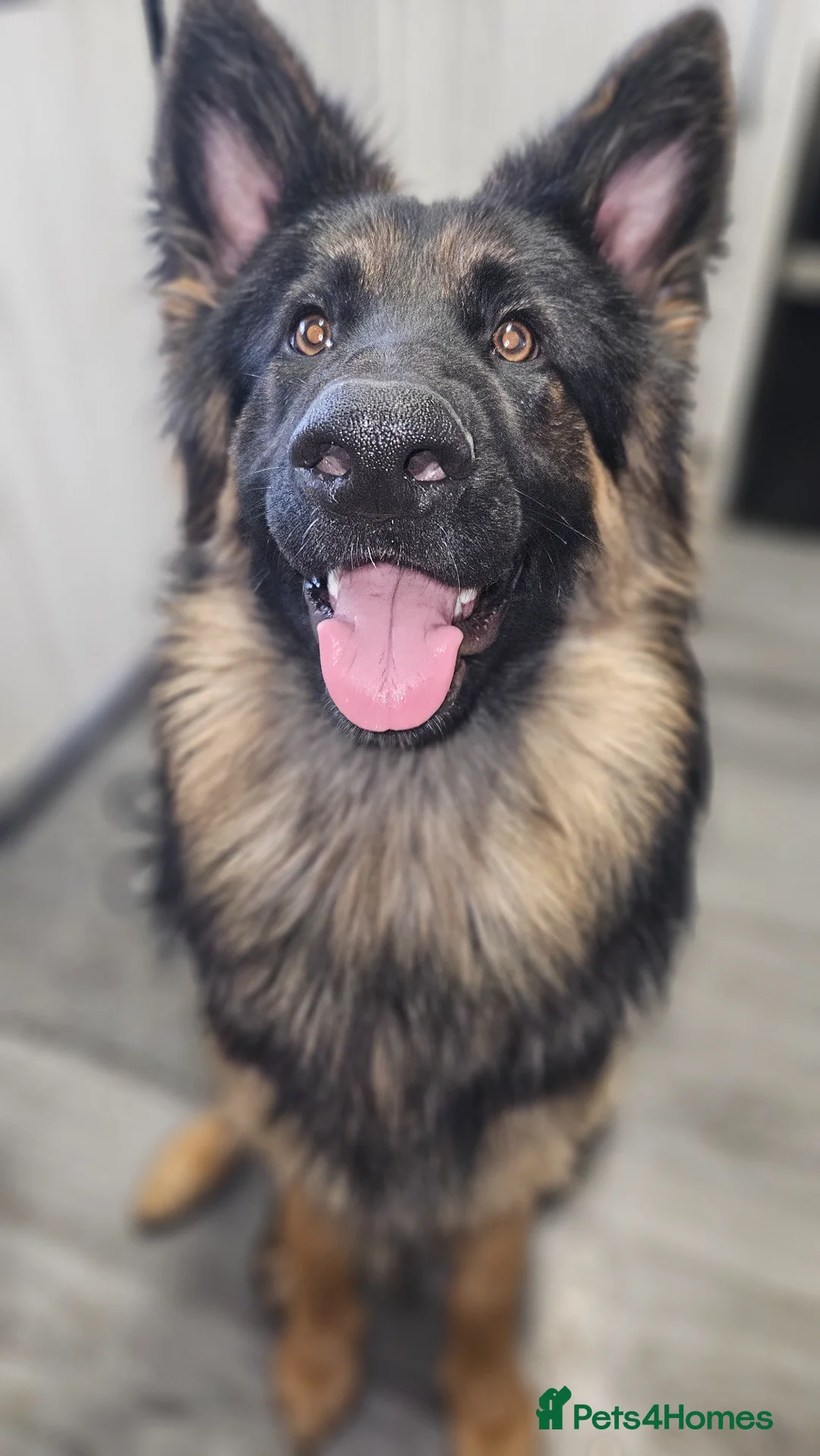 German Shepherd dogs for sale: Male german shepherd  in Wrexham - Advert 1