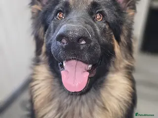 German Shepherd dogs Male german shepherd - Advert 1