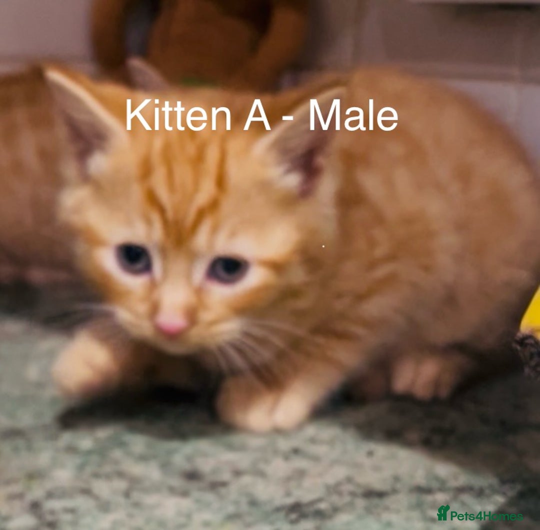 Mixed Breed cats for sale: Beautiful fluffy Russian blue x kittens available  - Advert 4