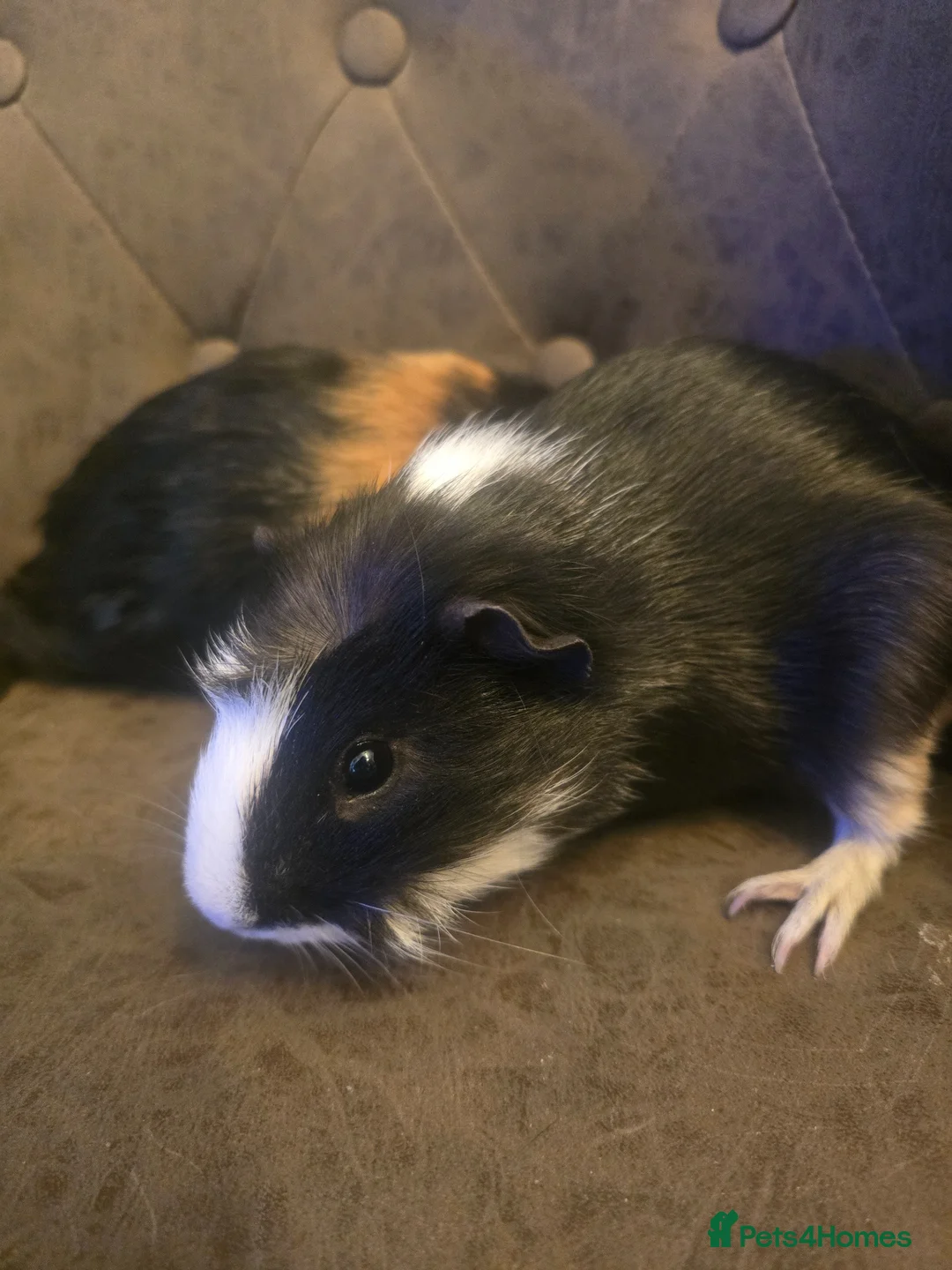 Guinea Pig rodents for sale: Rescue rehome boy 8 month old guinea pigs - Advert 2