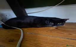 Mixed Breed cats for adoption: Rescue kitten ready for new home - Image 2
