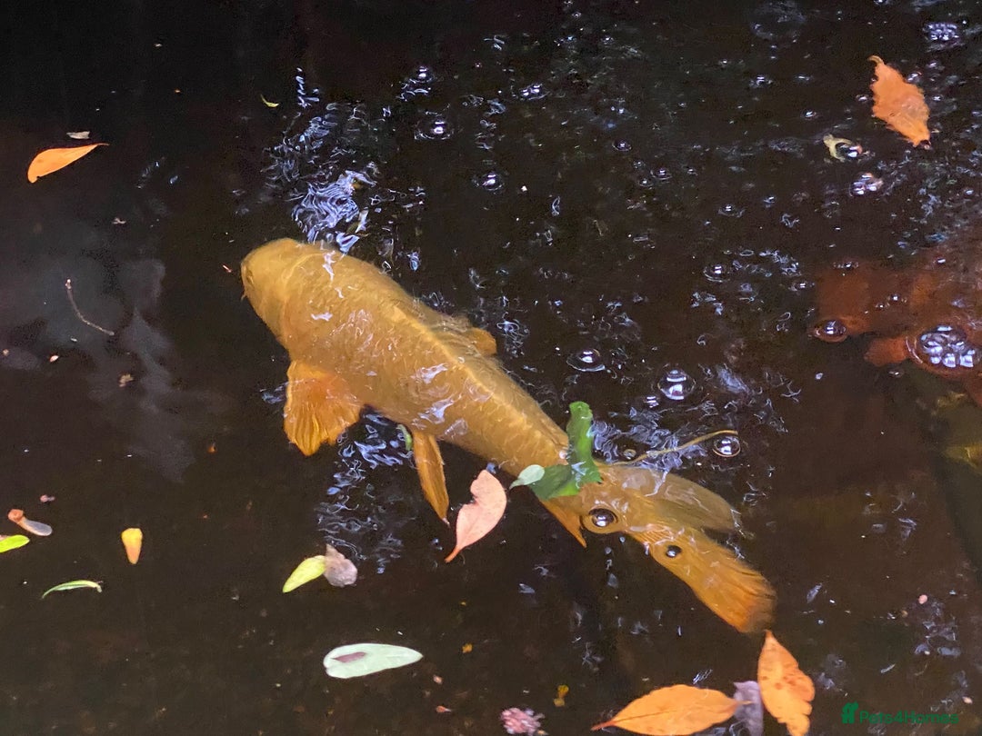 Koi Carp fish for sale: Ghost Koi Carp  - Advert 1