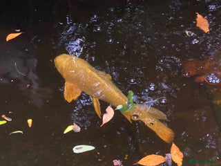 Koi Carp fish Ghost Koi Carp - Advert 12